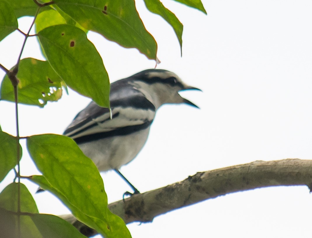 Pied Triller - Jonathan Tickner