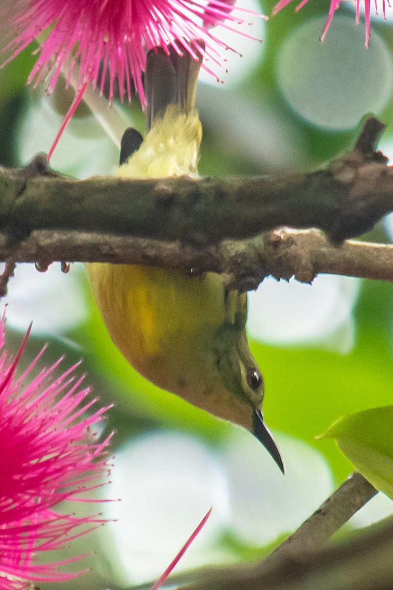 黃腹花蜜鳥 - ML505057631