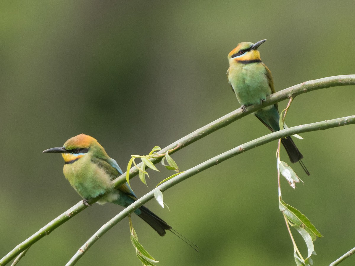 Rainbow Bee-eater - Patrick Cox