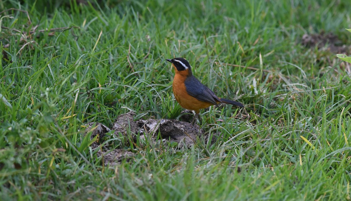 Rüppell's Robin-Chat - Sze On Ng (Aaron)