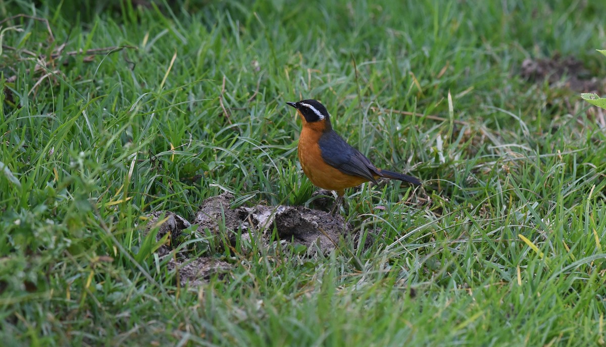 Rüppell's Robin-Chat - ML505060321