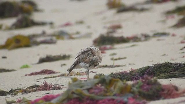 Inland Dotterel - ML505060341