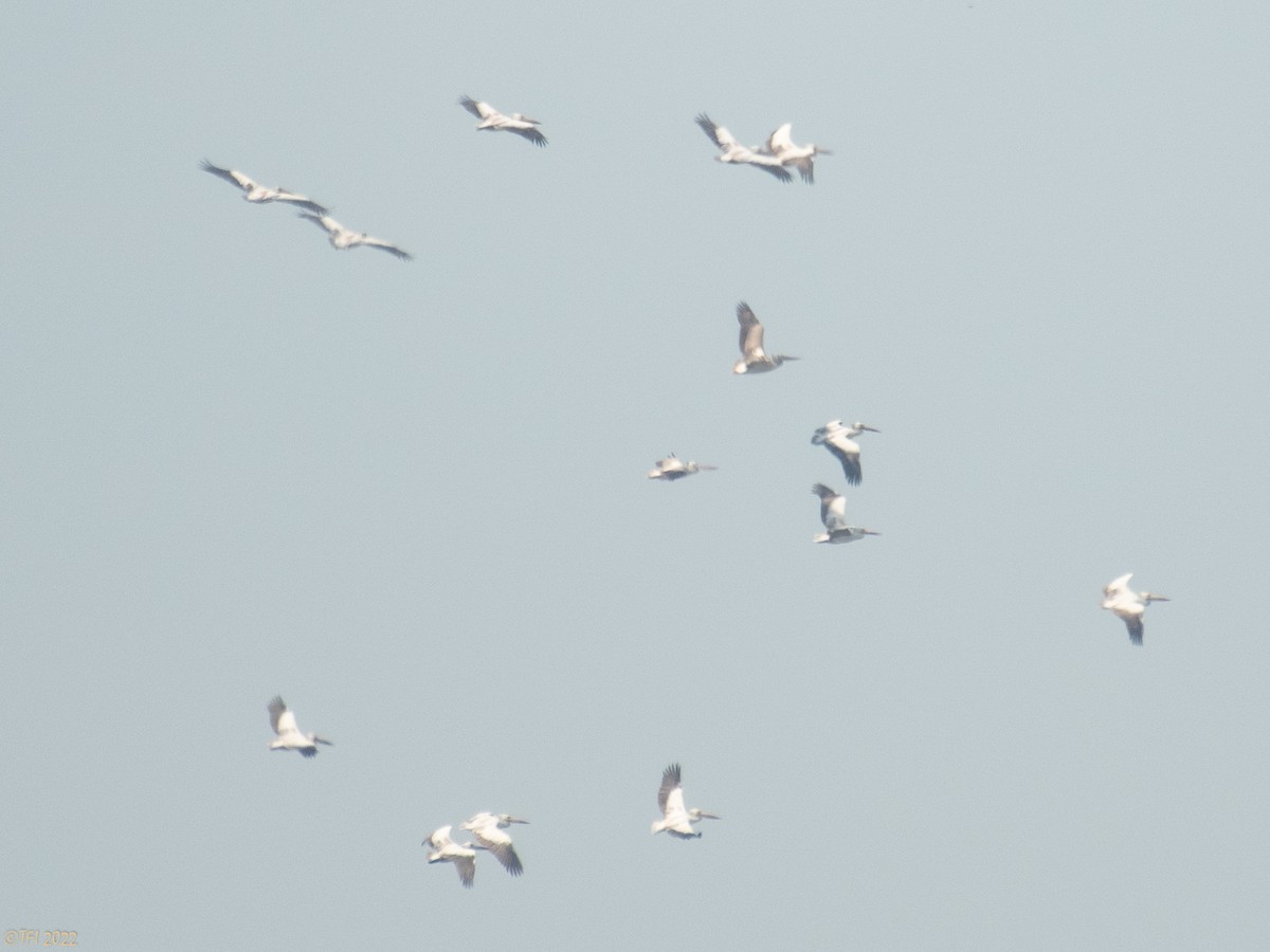 Spot-billed Pelican - ML505060491