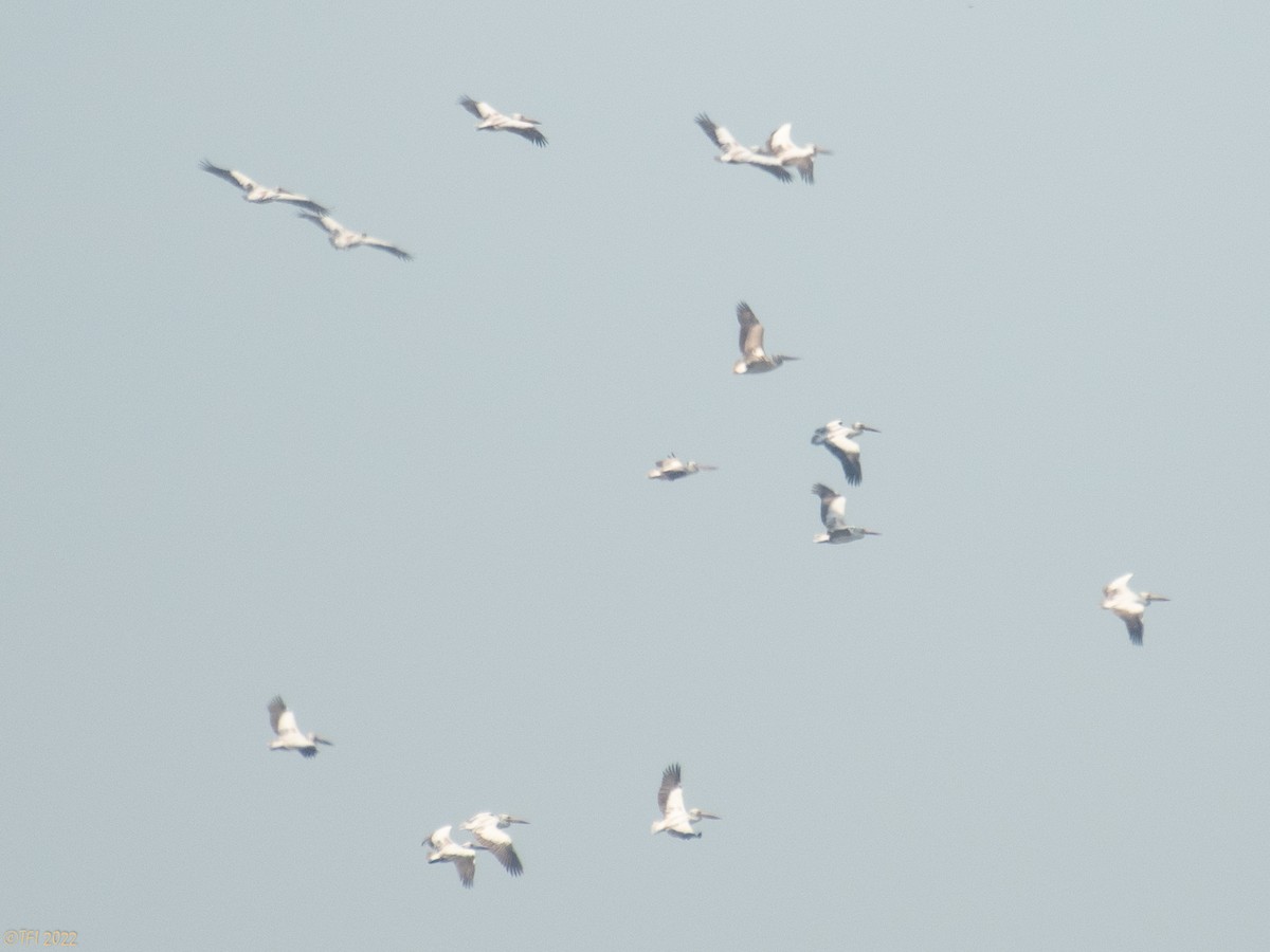 Spot-billed Pelican - ML505060491