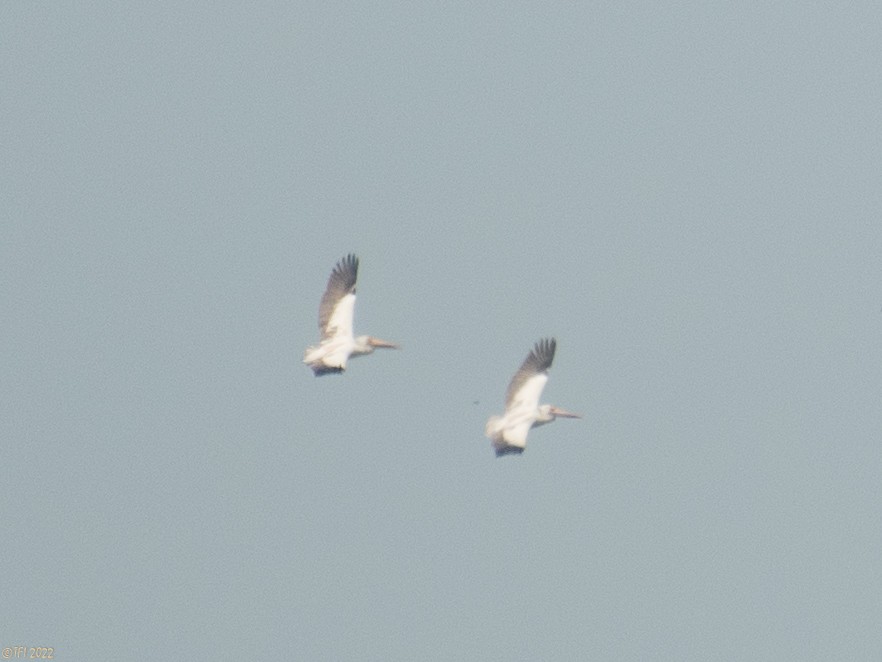 Spot-billed Pelican - T I