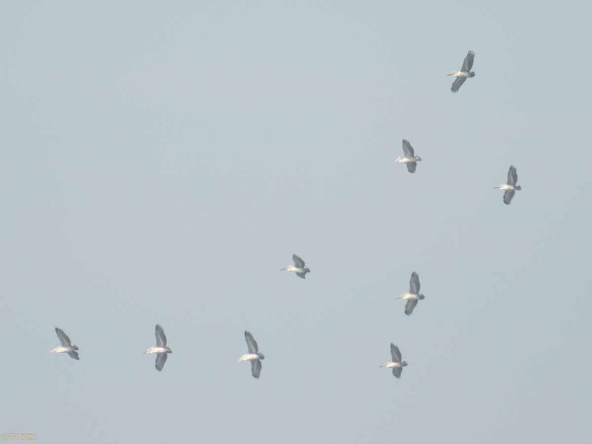 Spot-billed Pelican - T I