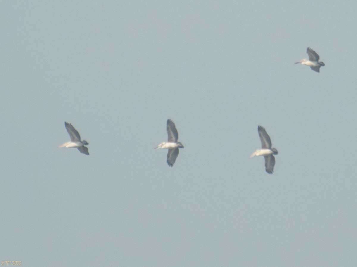 Spot-billed Pelican - ML505060571