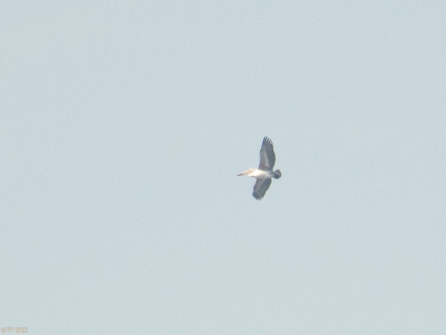 Spot-billed Pelican - T I