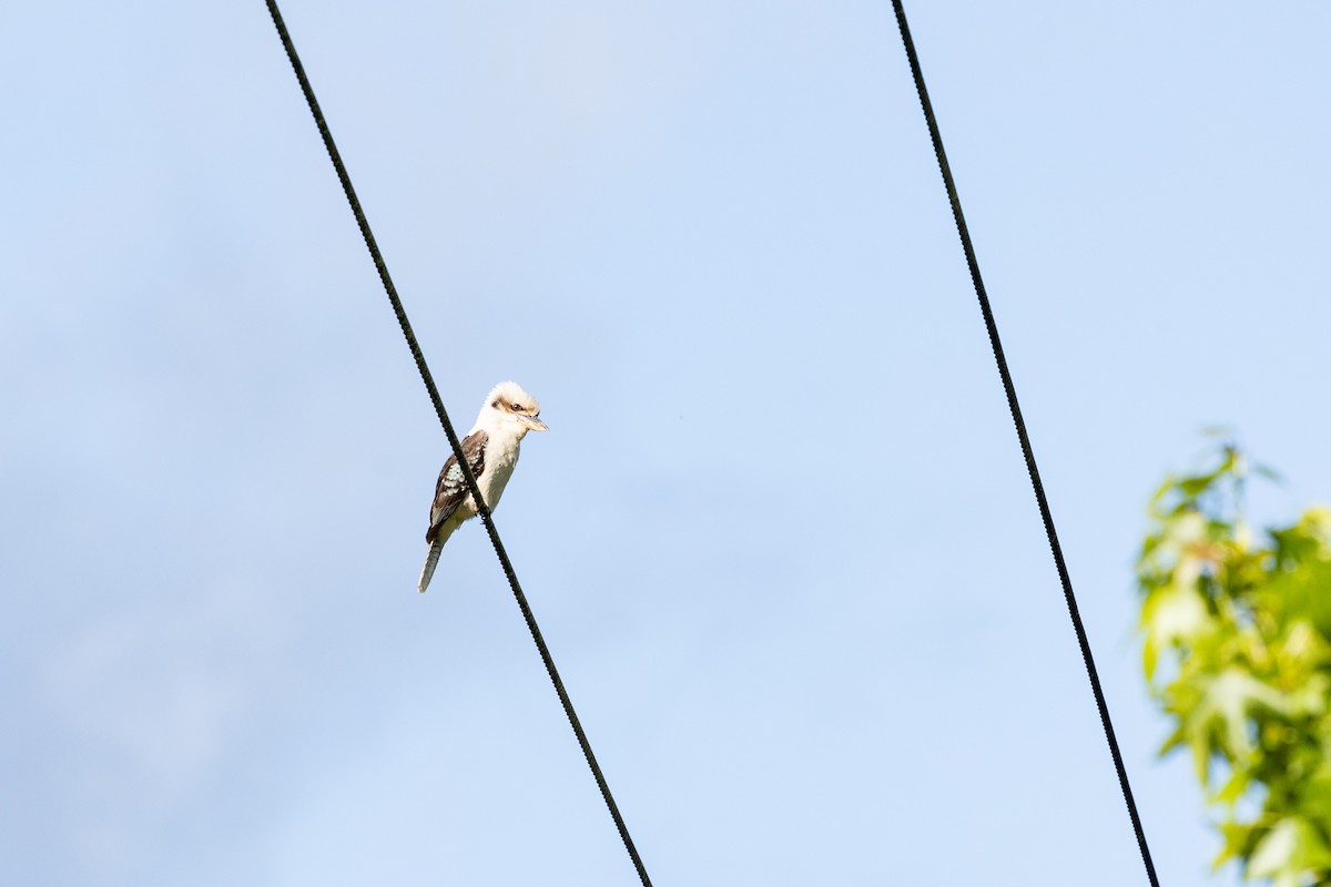 Laughing Kookaburra - ML505061961