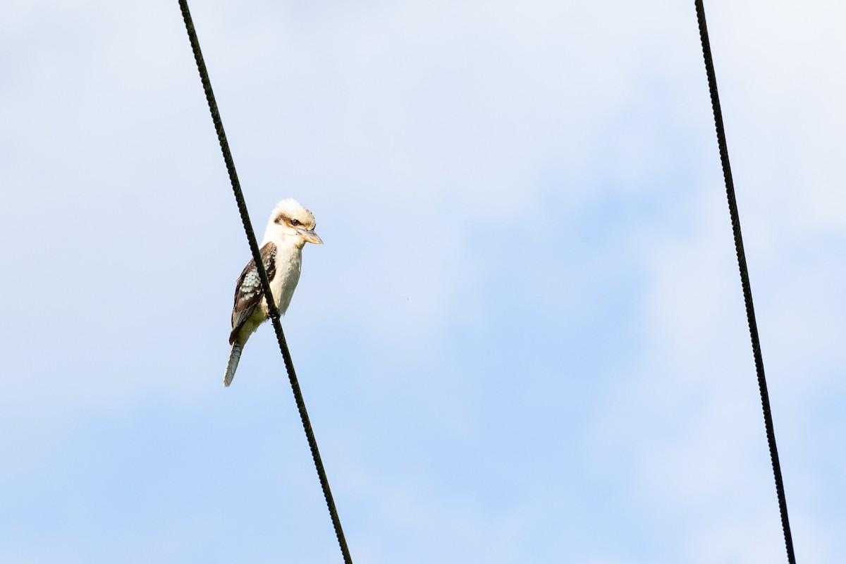 Laughing Kookaburra - ML505061971