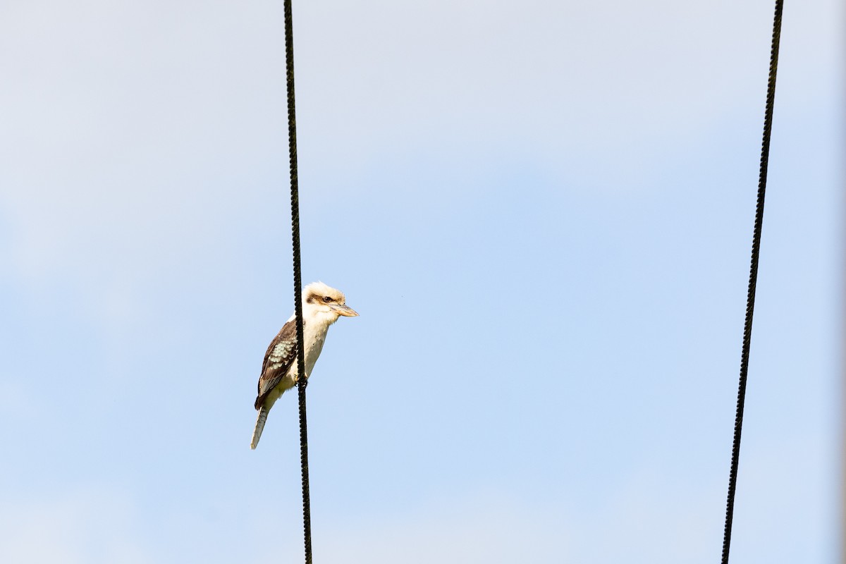 Laughing Kookaburra - ML505061981