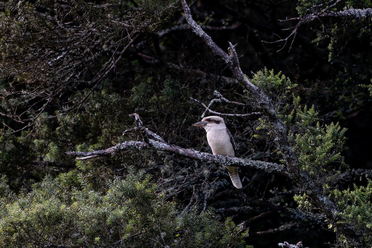 Laughing Kookaburra - ML505062001