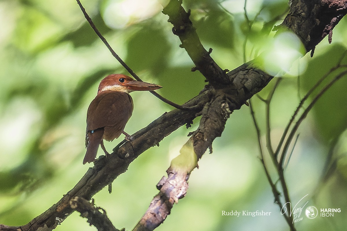 Ruddy Kingfisher - ML505064191