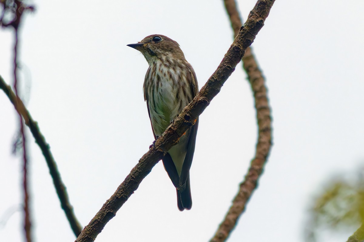 Gray-streaked Flycatcher - ML505064841