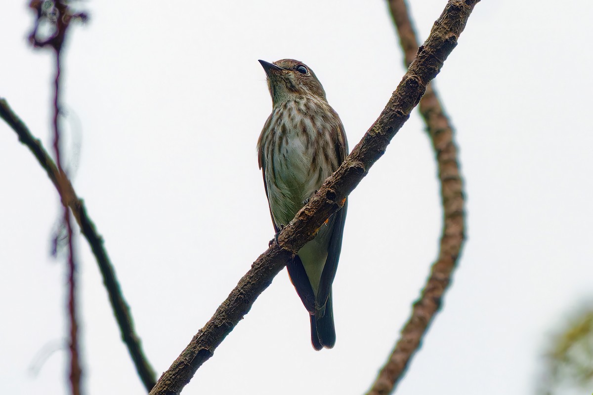 Gray-streaked Flycatcher - ML505064851