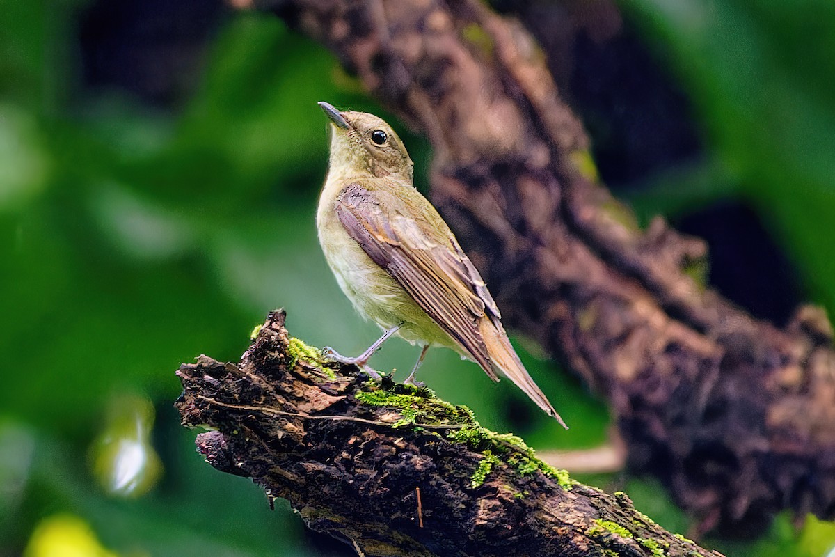 Narcissus Flycatcher - ML505064891