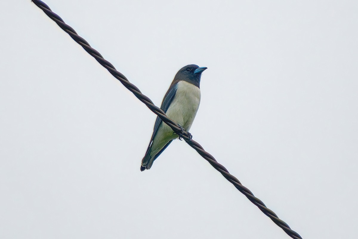 White-breasted Woodswallow - ML505064961