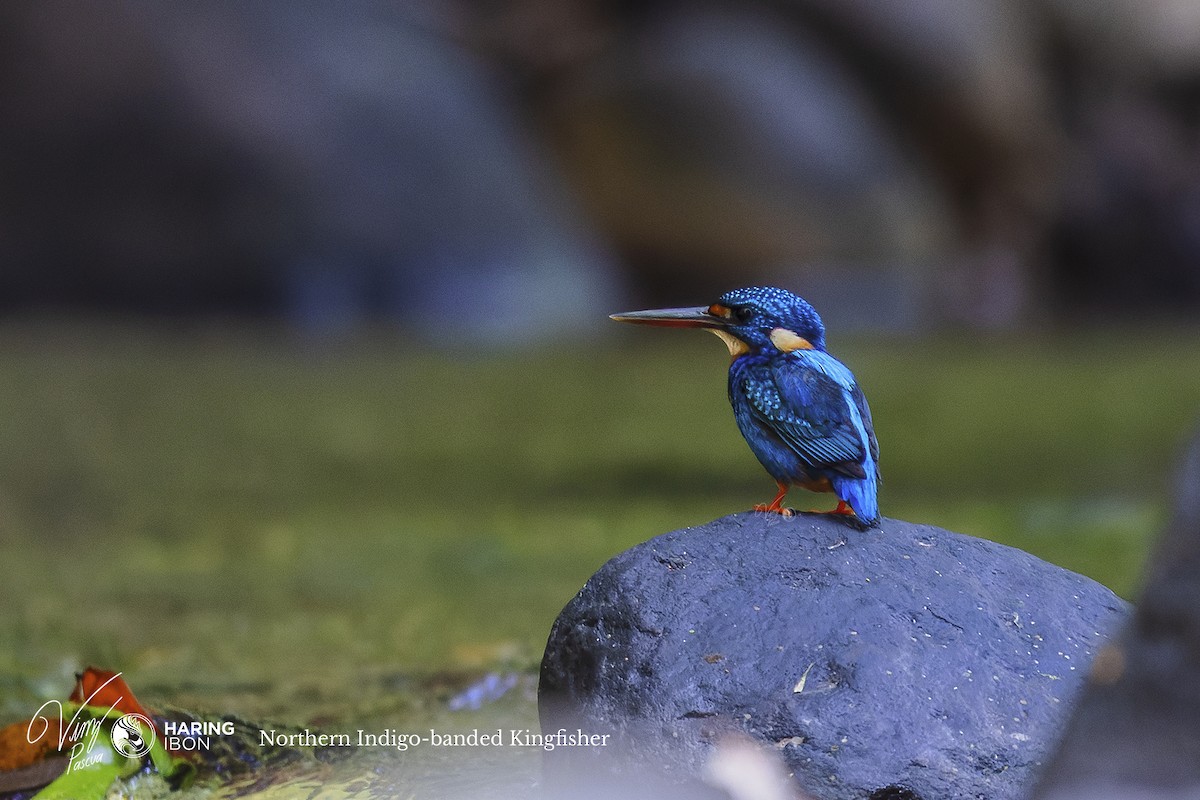 Indigo-banded Kingfisher (Northern) - Vinz Pascua