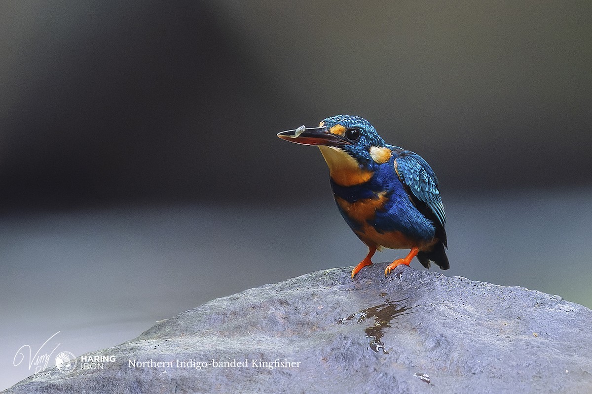 Indigo-banded Kingfisher (Northern) - ML505065101