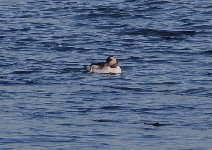 Atlantic Puffin - ML505065571