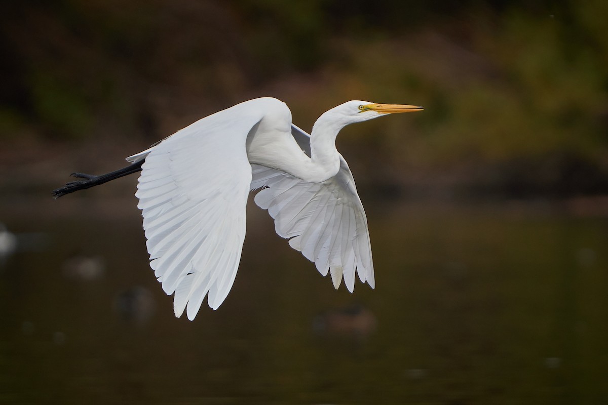 Great Egret - ML505066341