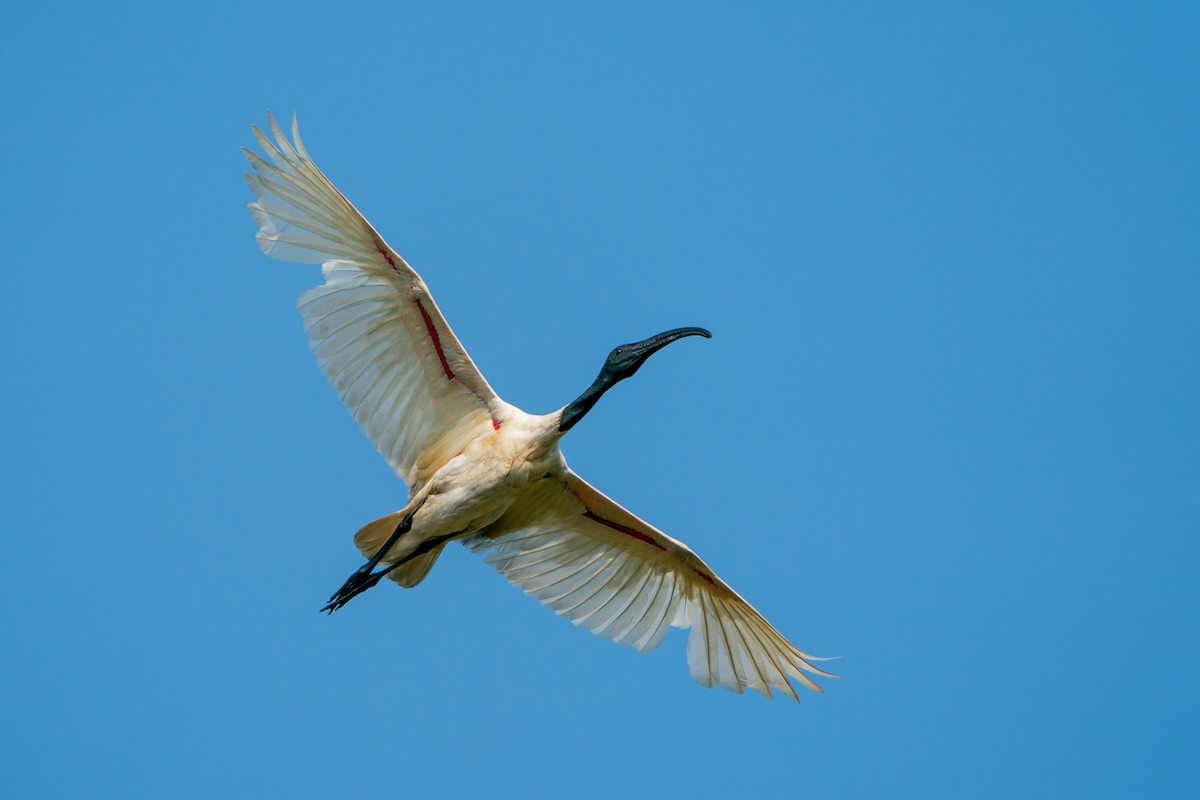 ibis černohlavý - ML505067891