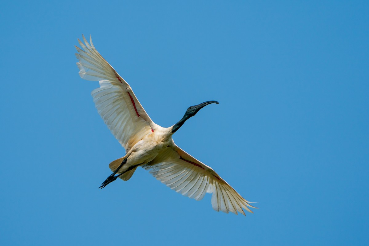 Black-headed Ibis - ML505067891