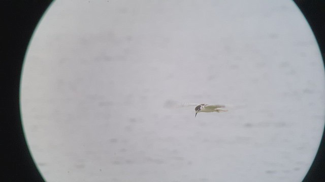 Whiskered Tern - ML505069111