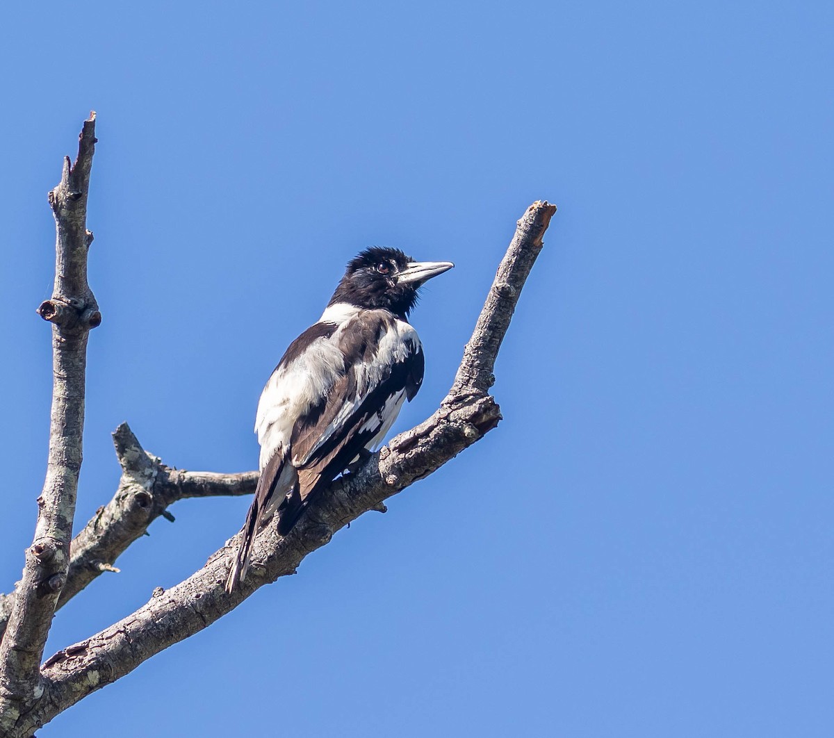 Pied Butcherbird - ML505069401