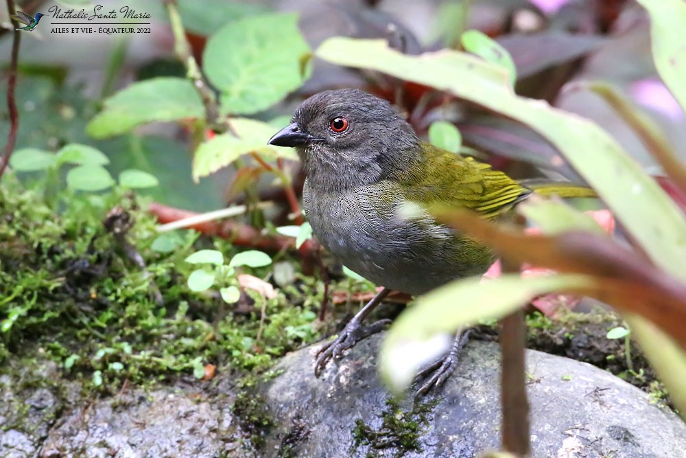 Dusky Chlorospingus - ML505069961