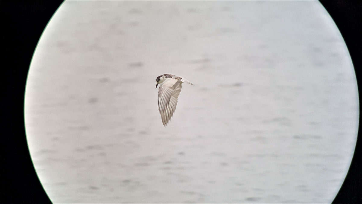 Whiskered Tern - ML505070101