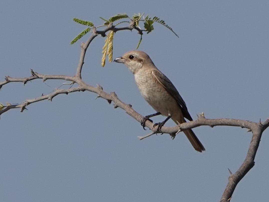 Red-tailed/Isabelline Shrike - ML505070201