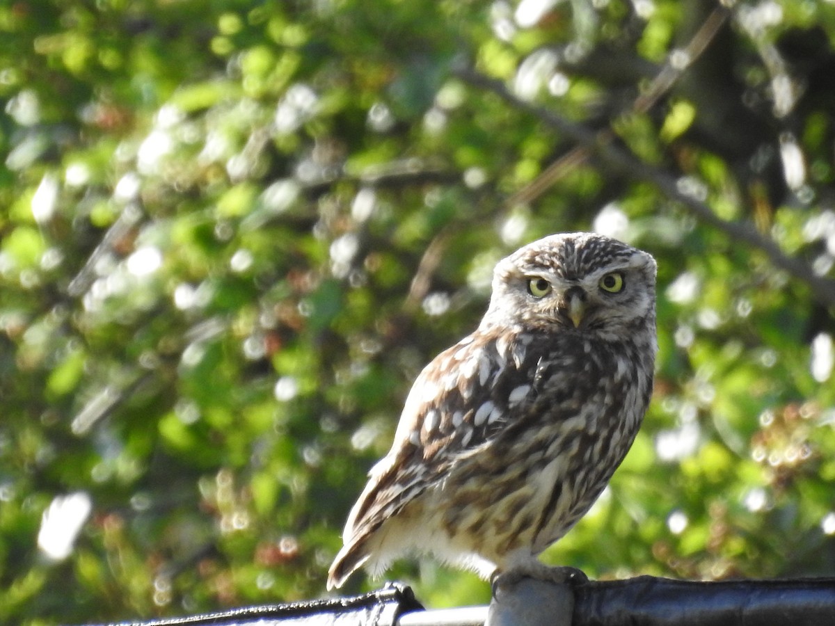 Little Owl - Alfie Seastron