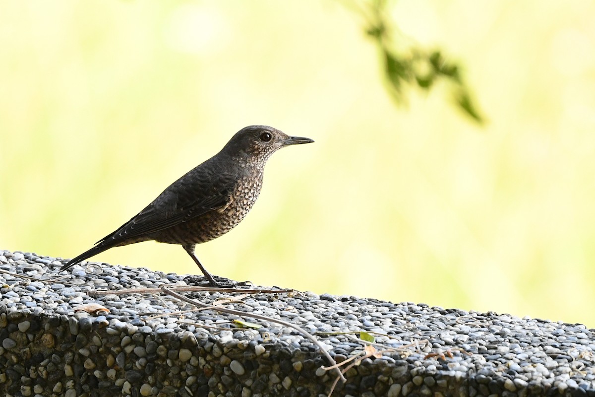 Blue Rock-Thrush - ML505070751