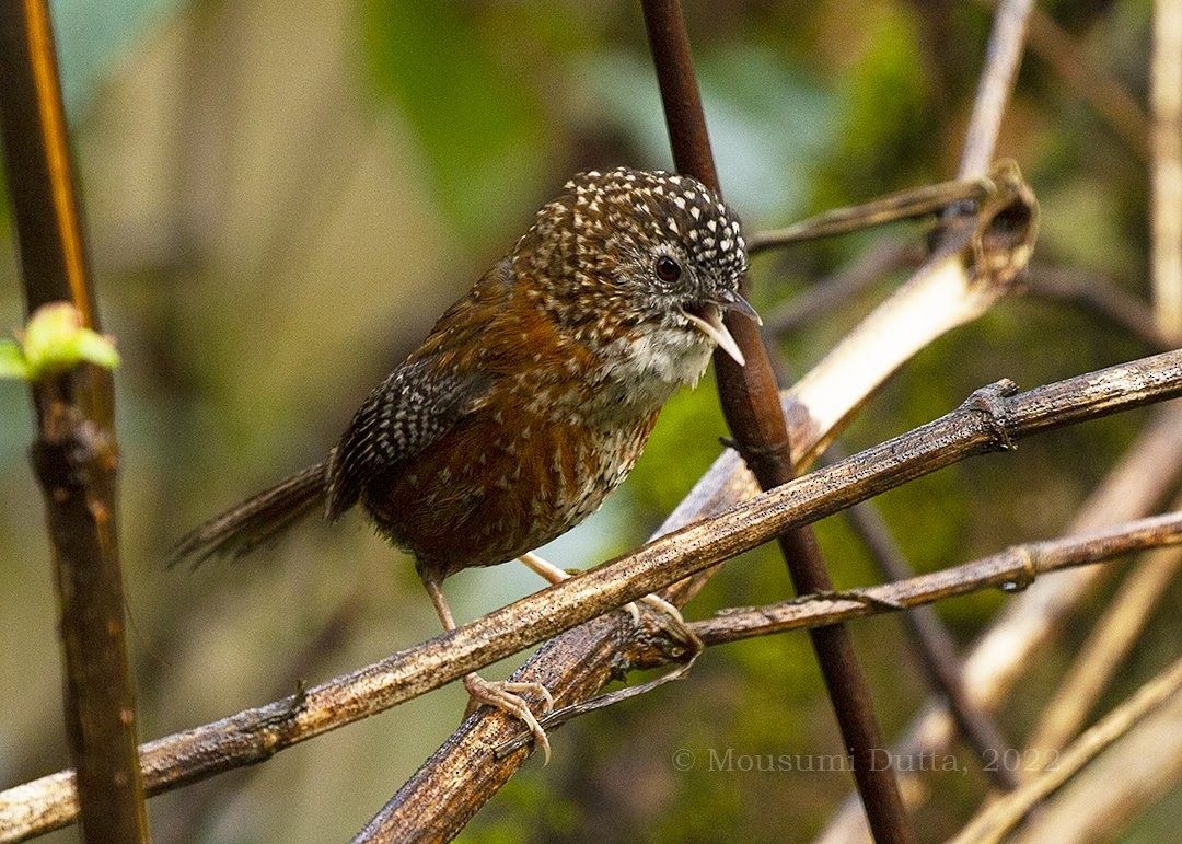 Bar-winged Wren-Babbler - Mousumi Dutta