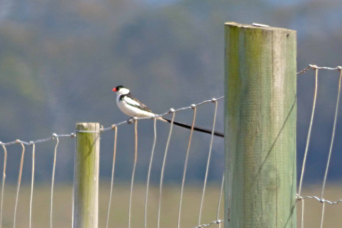 Pin-tailed Whydah - ML505071301