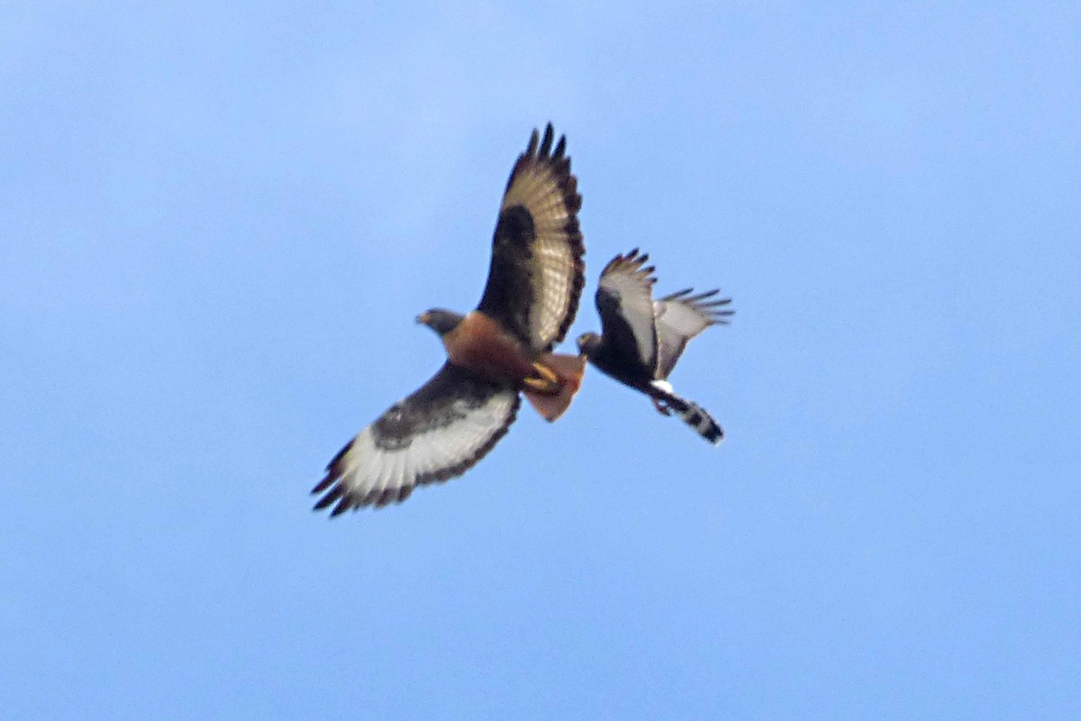 Jackal Buzzard - ML505071341