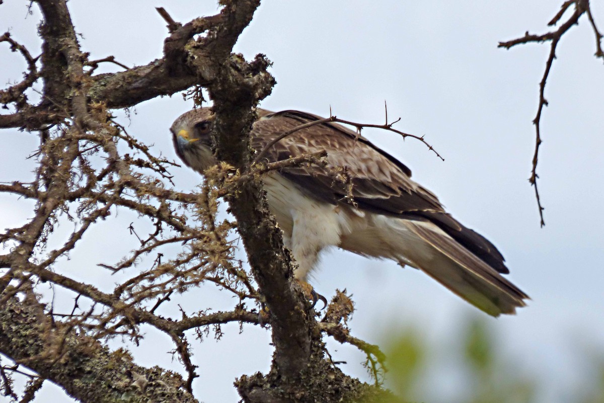 Booted Eagle - ML505071351