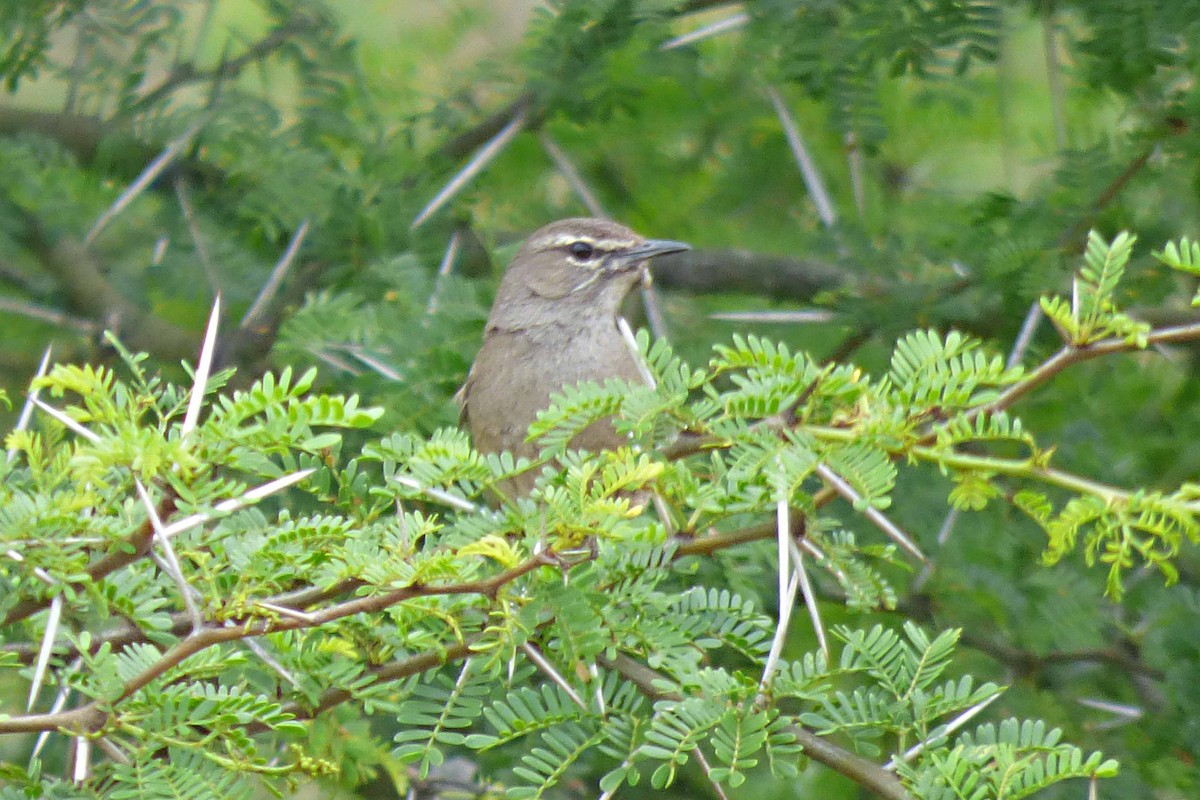 Karoo Scrub-Robin - ML505071361