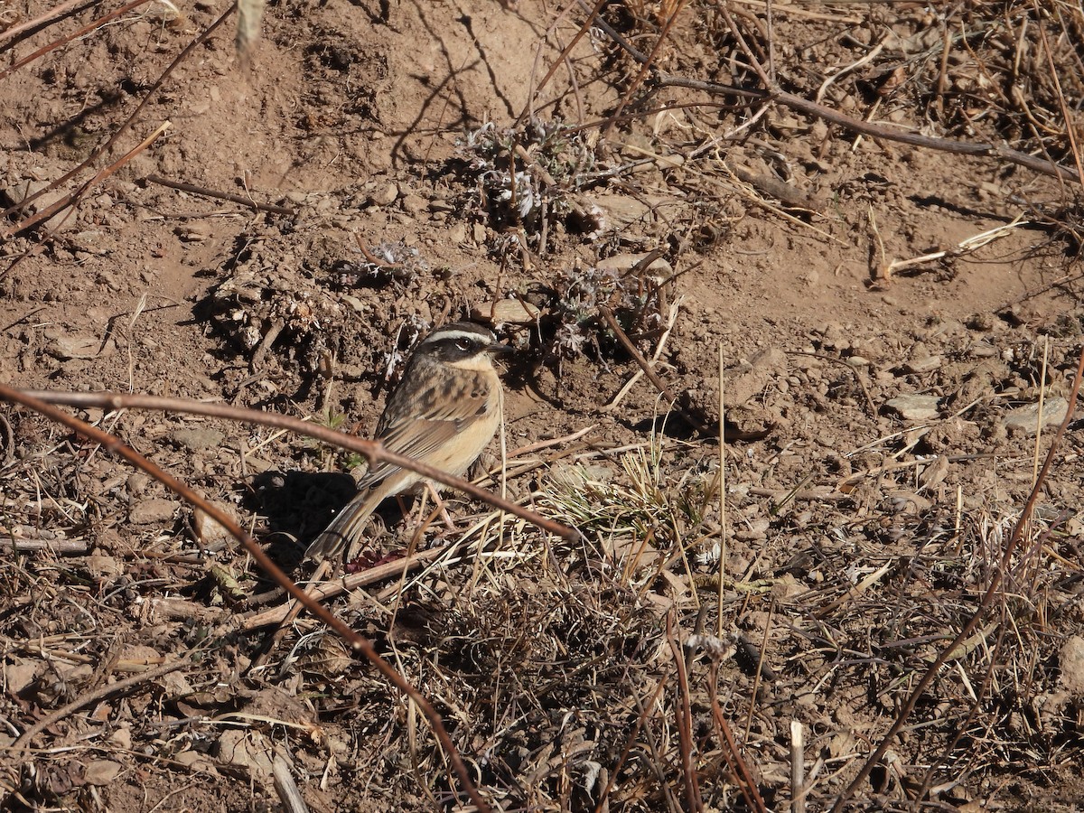 Brown Accentor - ML505071551