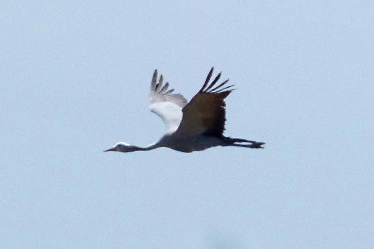 Blue Crane - ML505071781