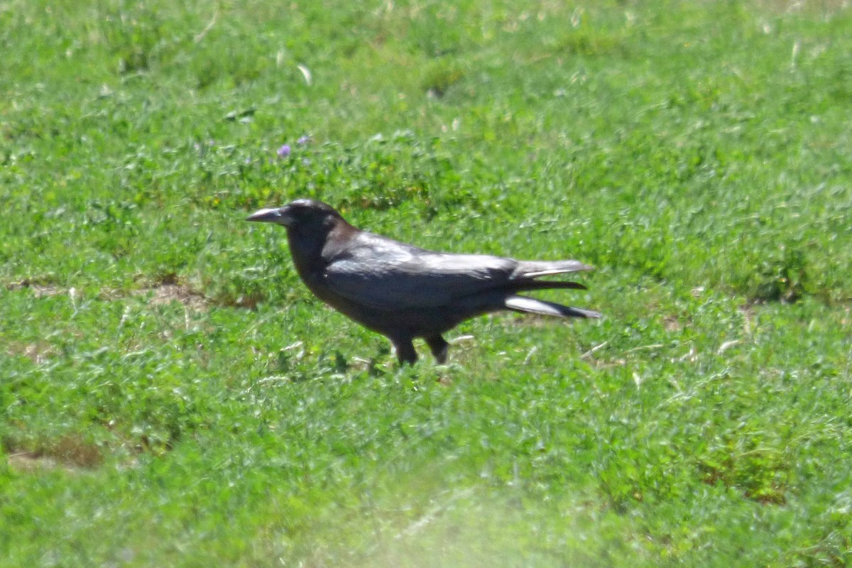 Cape Crow - ML505071791