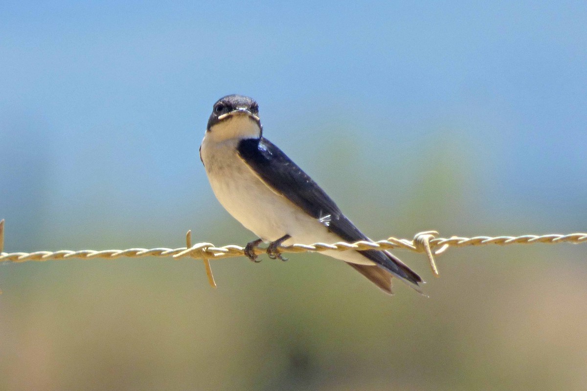 Pearl-breasted Swallow - ML505071801