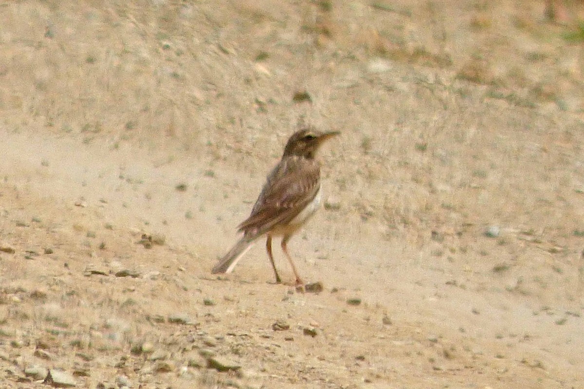 African Pipit - ML505071821