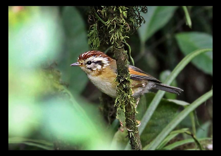 Rufous-winged Fulvetta - ML505071951