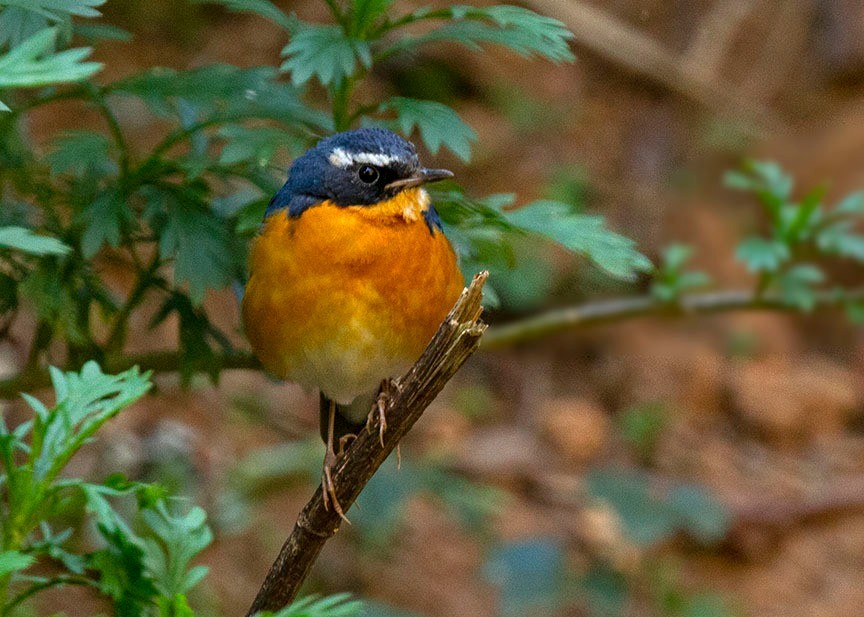 Indian Blue Robin - ML505072511