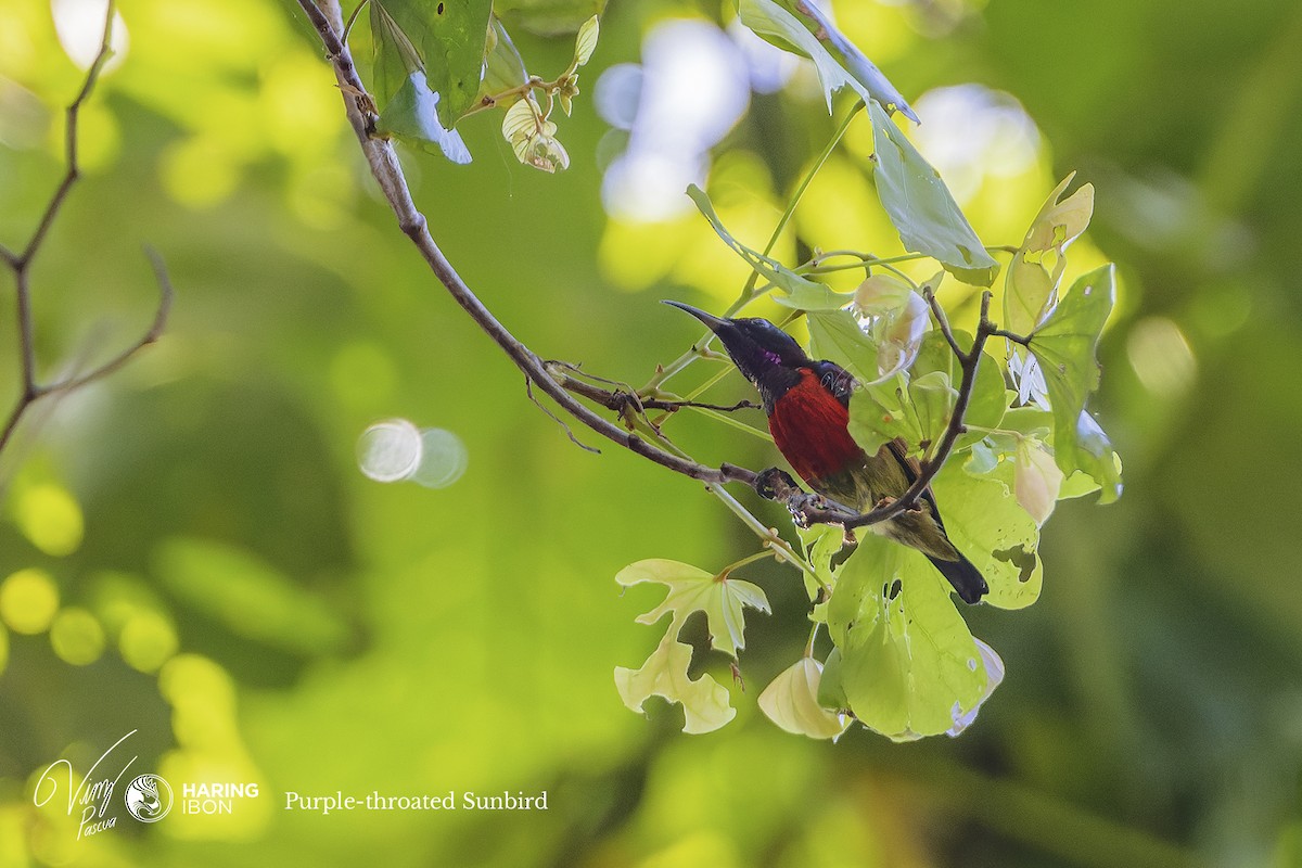 Purple-throated Sunbird - ML505072691