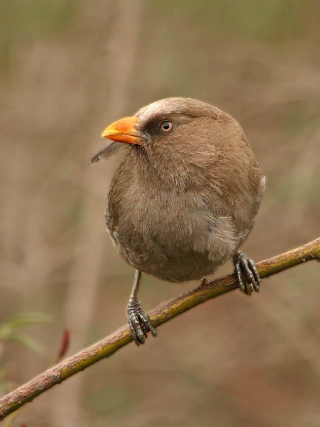 Grand Paradoxornis - ML505073081