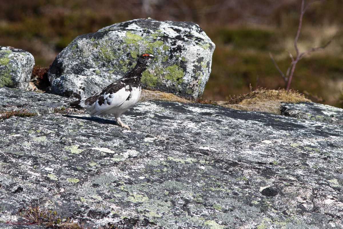 Rock Ptarmigan - ML505073431