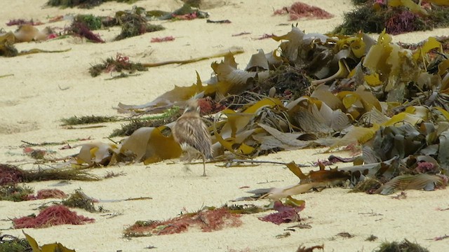 Inland Dotterel - ML505073461